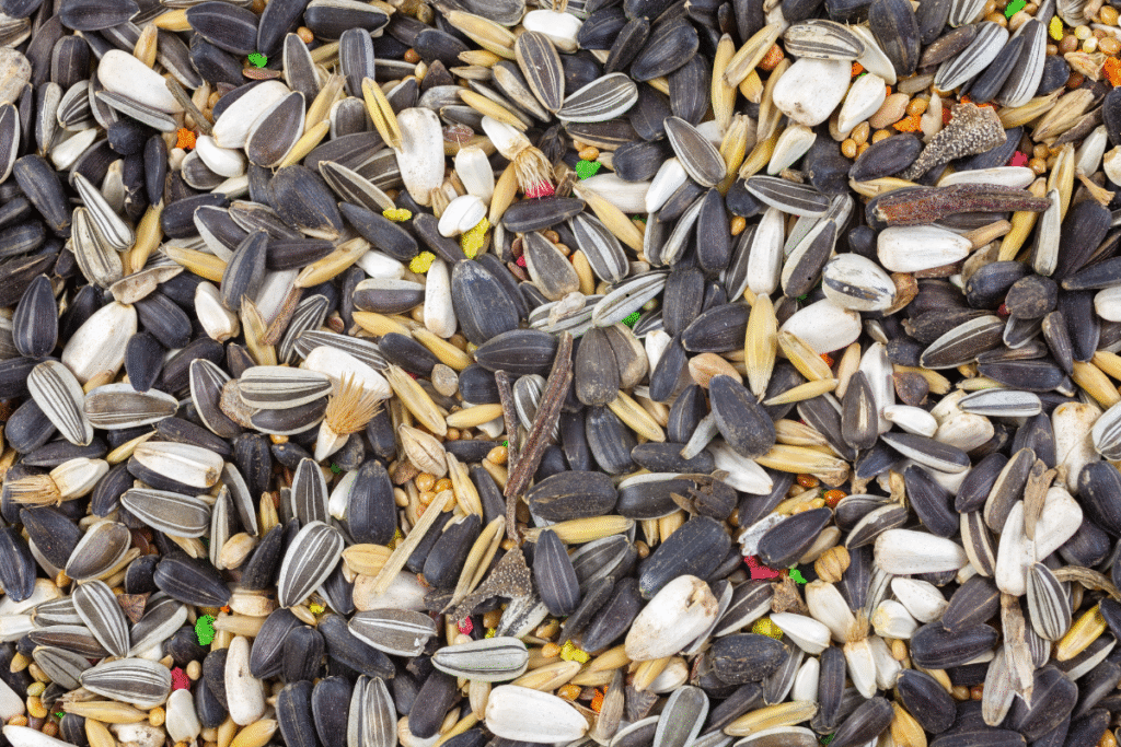 Pellets or Seeds: What's Best for Your Budgie?